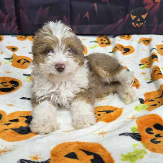 Mini Aussie Poo