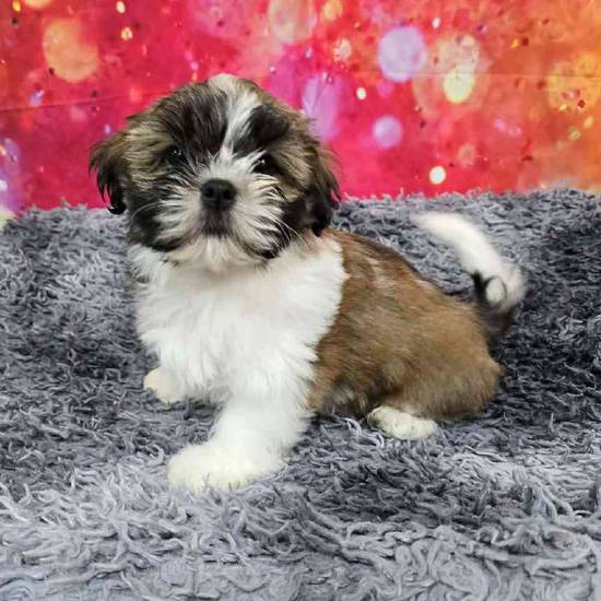Shih Tzu
