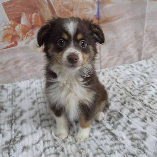 Mini Aussie