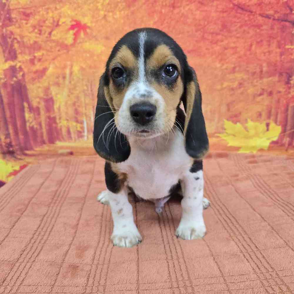 Male Beagle Puppy for Sale in Virginia Beach, VA