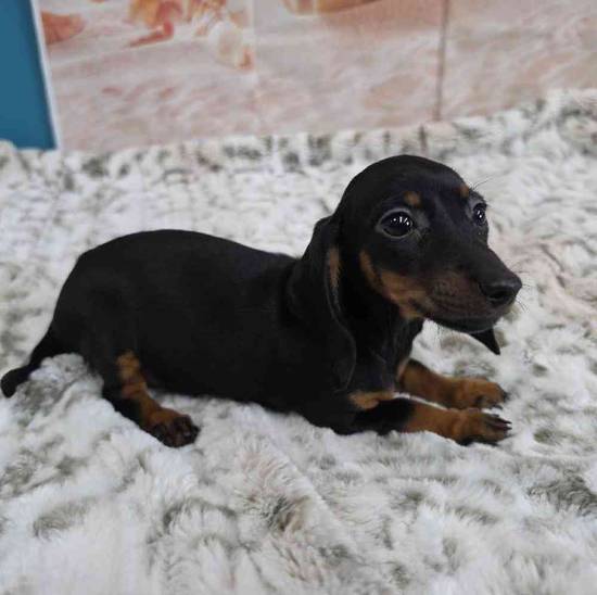 Dachshund
