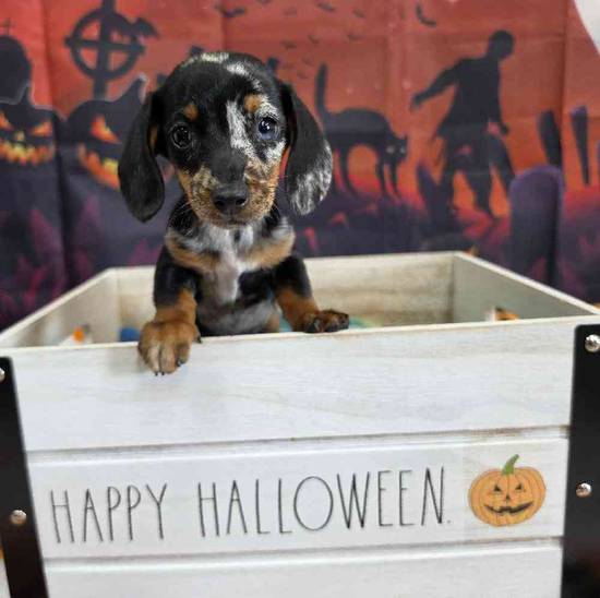 Dachshund