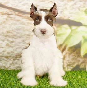 Mini Schnauzer