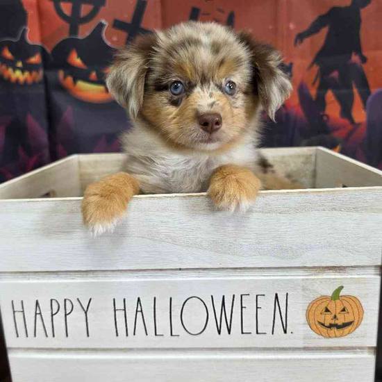 Toy Australian Shepherd 