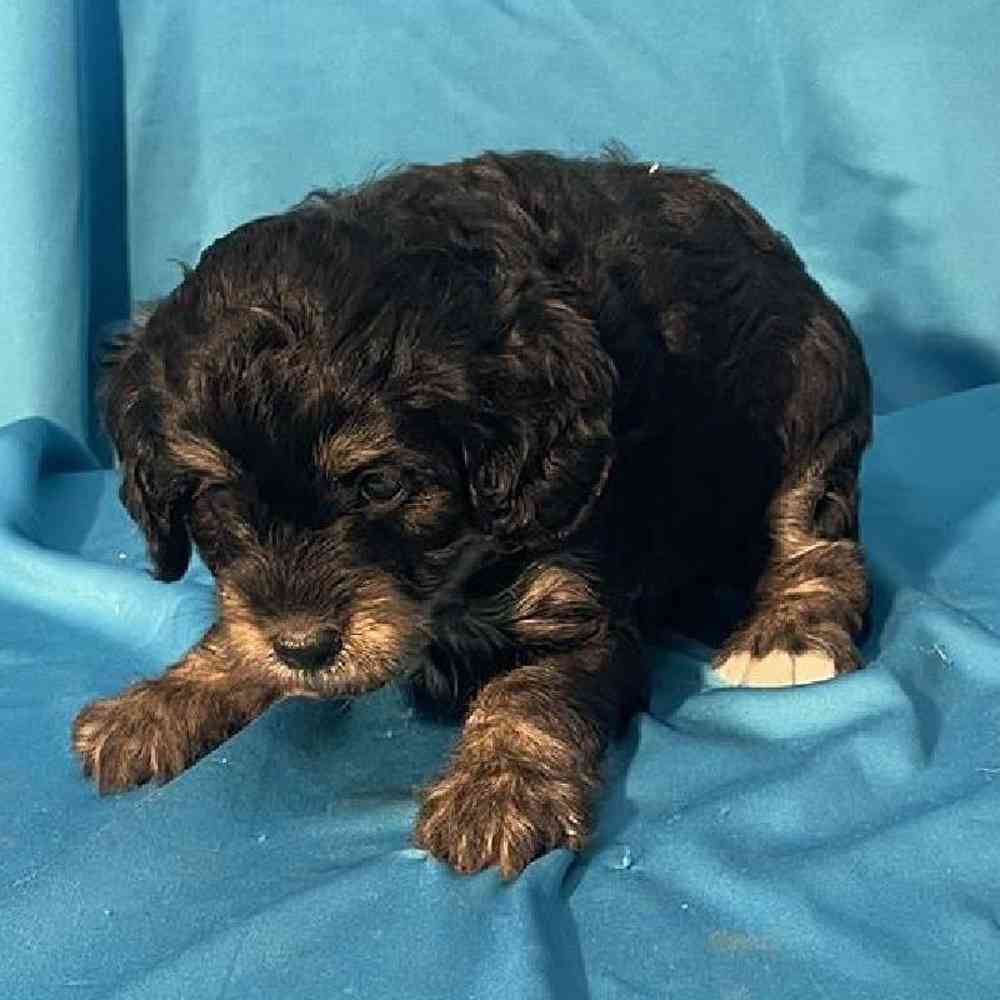 Female Mini Bernadoodle Puppy for Sale in Virginia Beach, VA