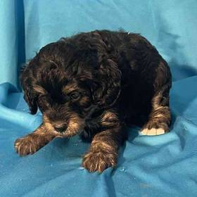 Mini Bernadoodle