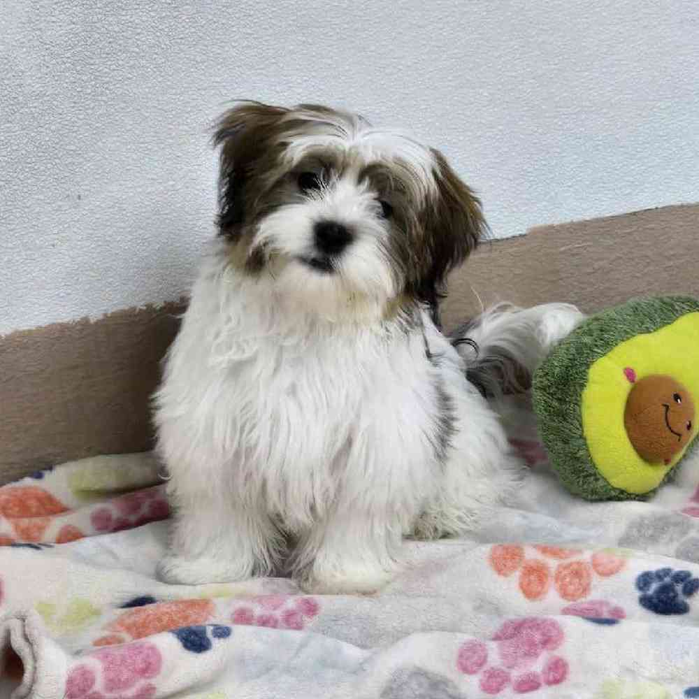 Male Shorkie Puppy for Sale in Virginia Beach, VA