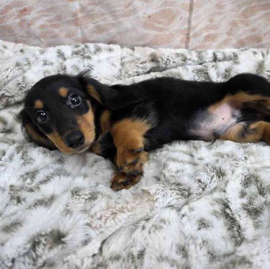 Dachshund