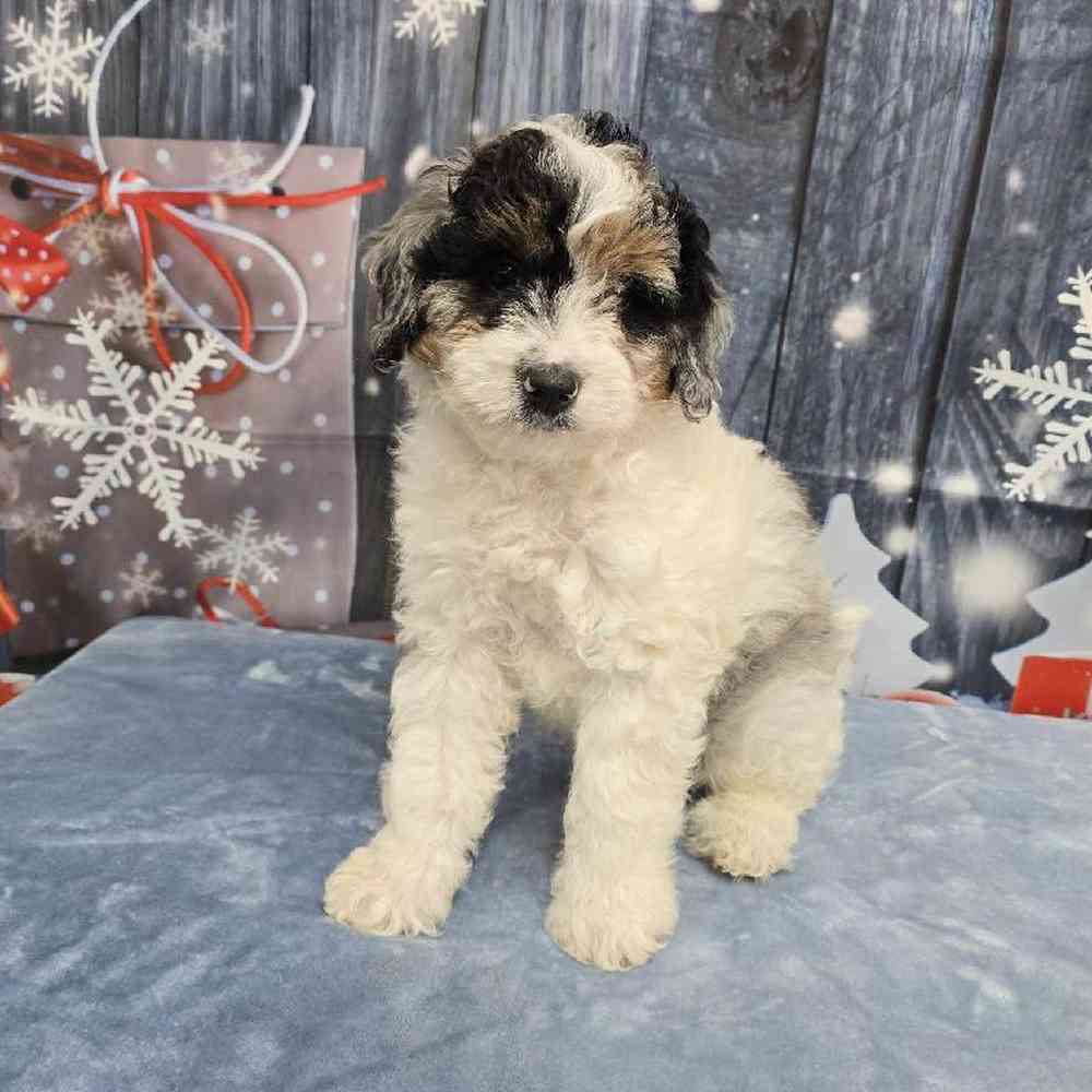 Male Mini Bernadoodle Puppy for Sale in Virginia Beach, VA