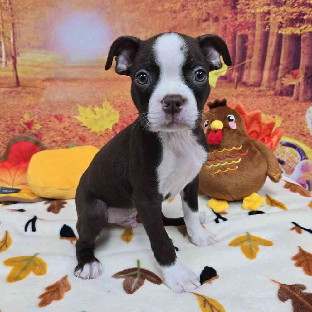 Male Boston Terrier Puppy for Sale in Virginia Beach, VA