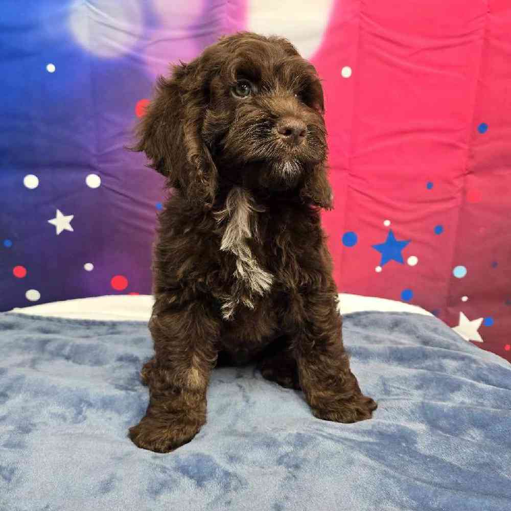 Male Cockapoo Puppy for Sale in Virginia Beach, VA