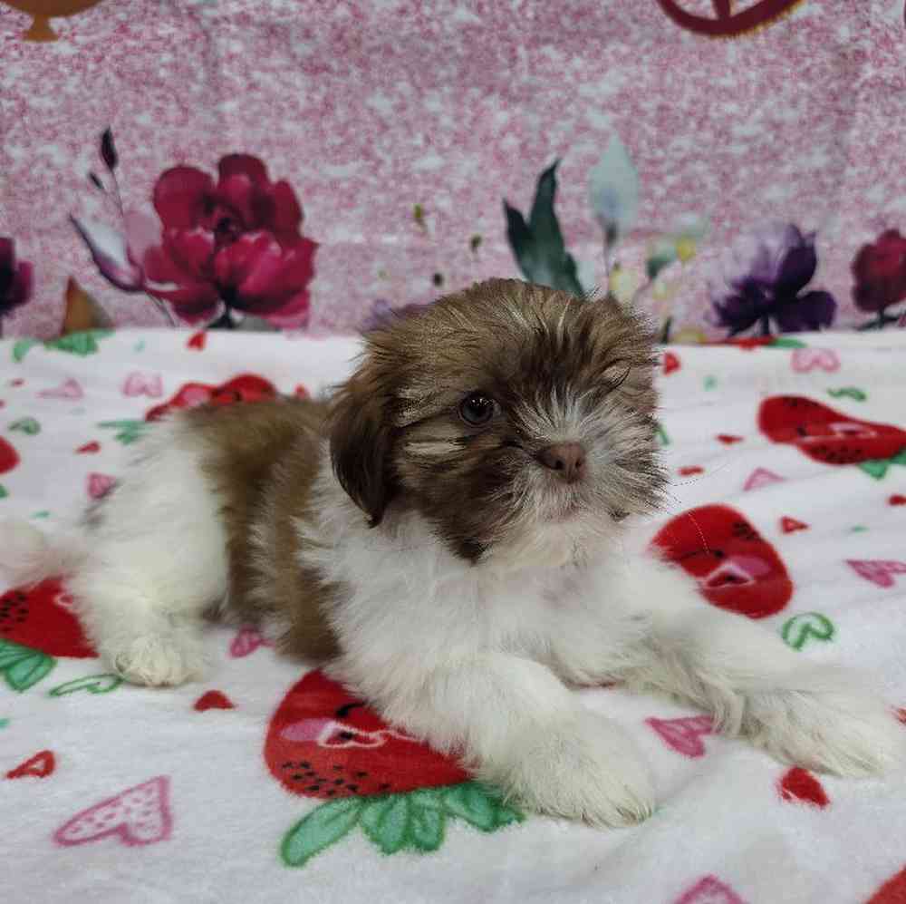 Female Shih Tzu Puppy for Sale in Virginia Beach, VA