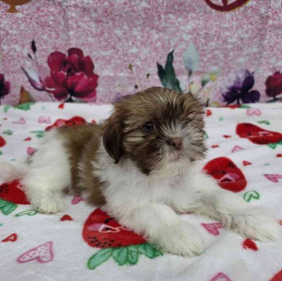 Shih Tzu