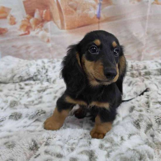 Dachshund