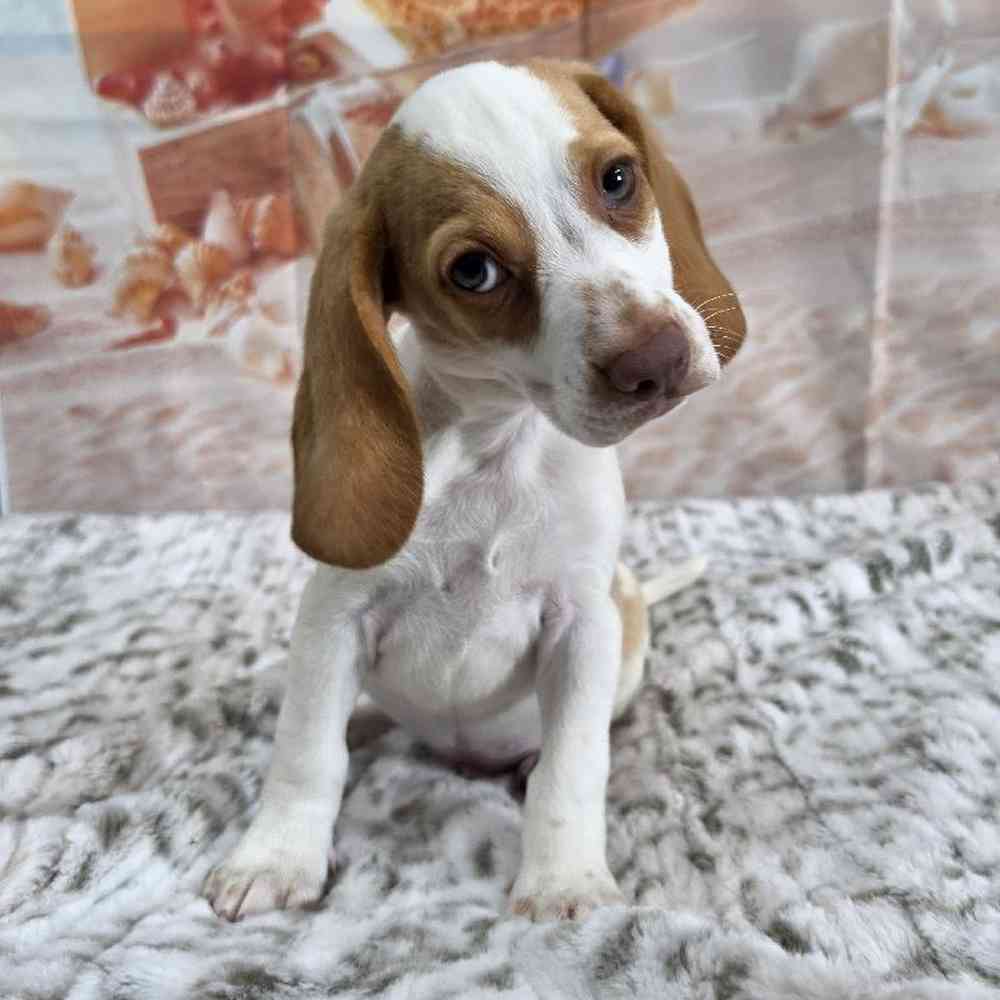 Male Beagle Puppy for Sale in Virginia Beach, VA