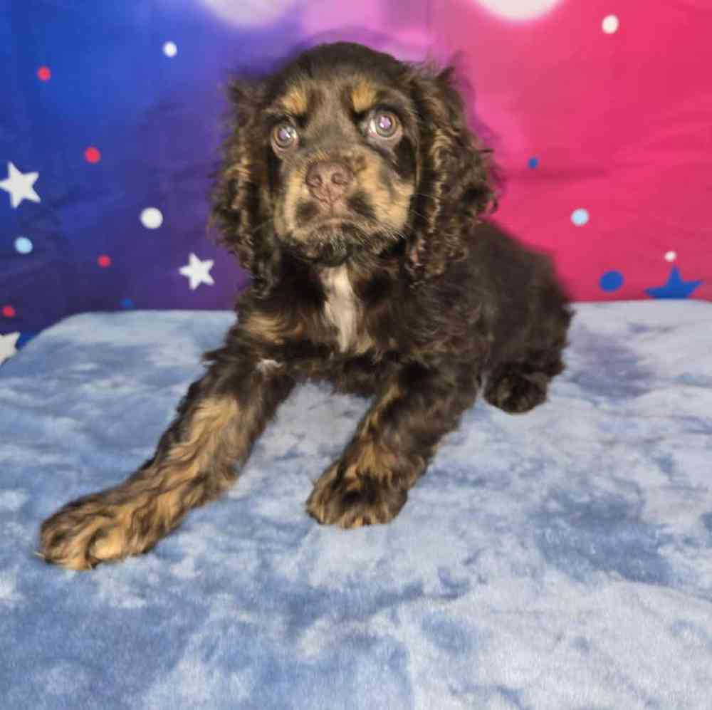 Female Cocker Spaniel Puppy for Sale in Virginia Beach, VA