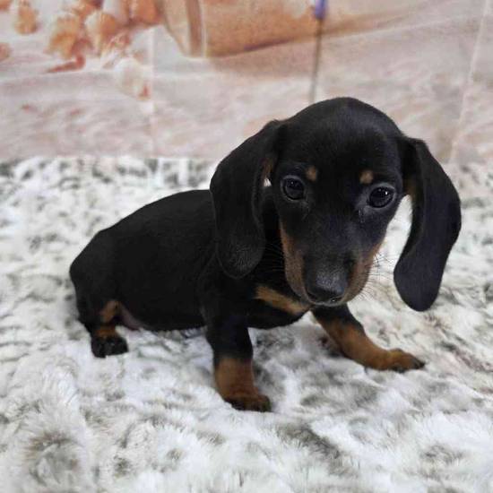 Dachshund