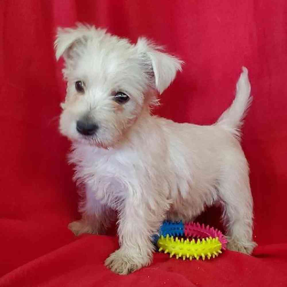 Female West Highland White Terrier Puppy for Sale in Virginia Beach, VA