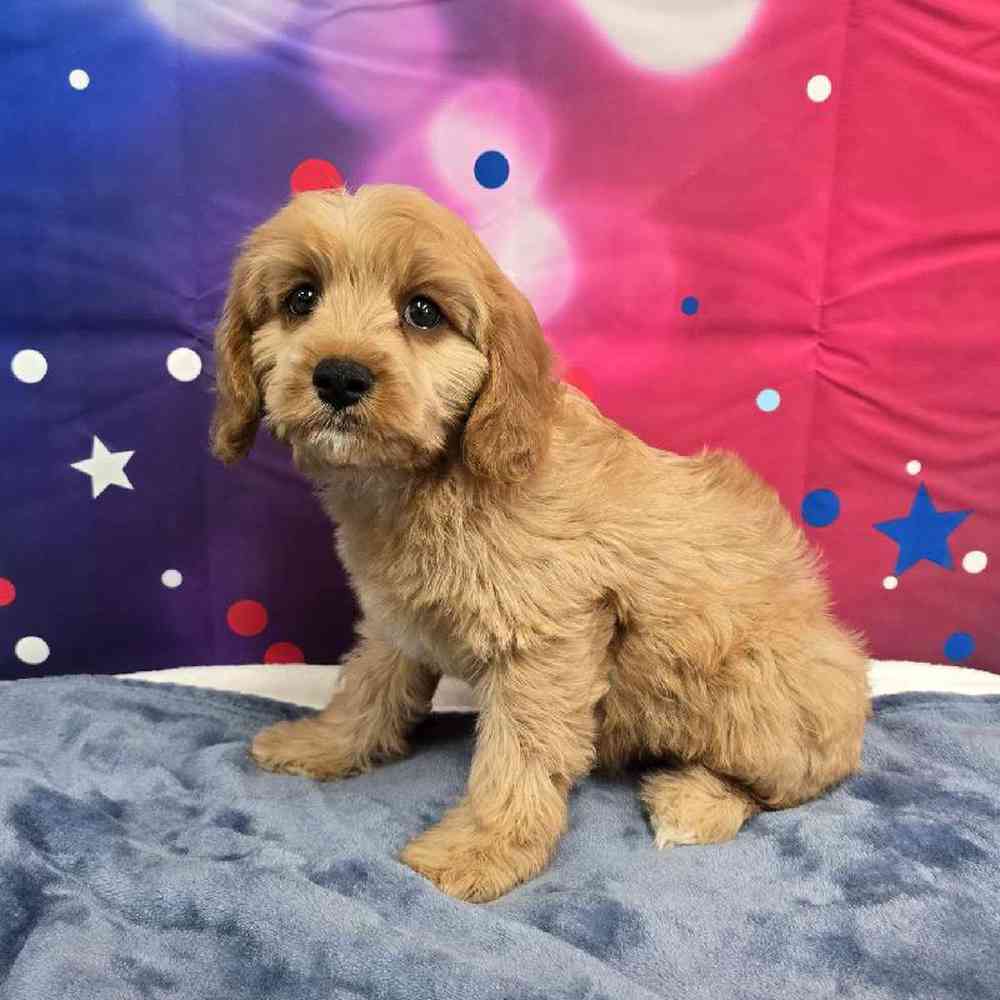 Male Cavapoo Puppy for Sale in Virginia Beach, VA