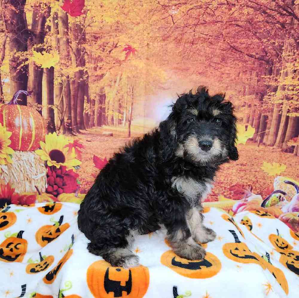 Female Mini Bernadoodle Puppy for Sale in Virginia Beach, VA