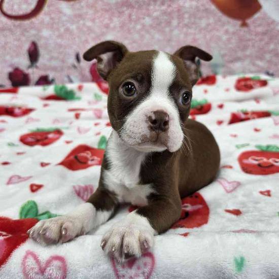 Boston Terrier