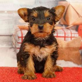 Yorkie