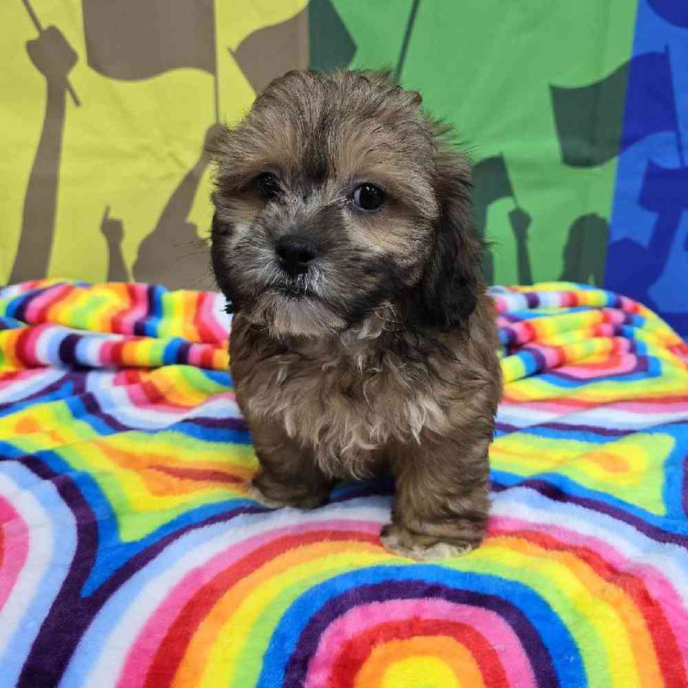 Male Shipoo Puppy for Sale in Virginia Beach, VA