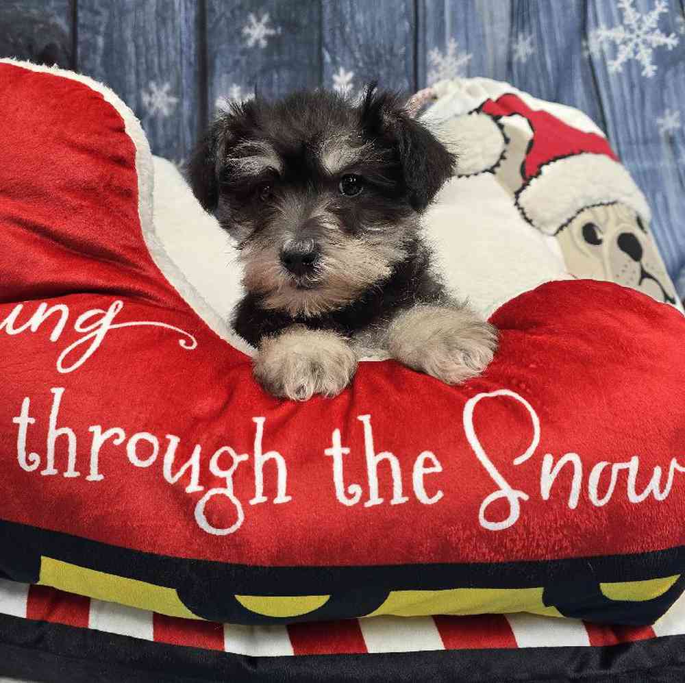 Male Mini Schnauzer Puppy for Sale in Virginia Beach, VA