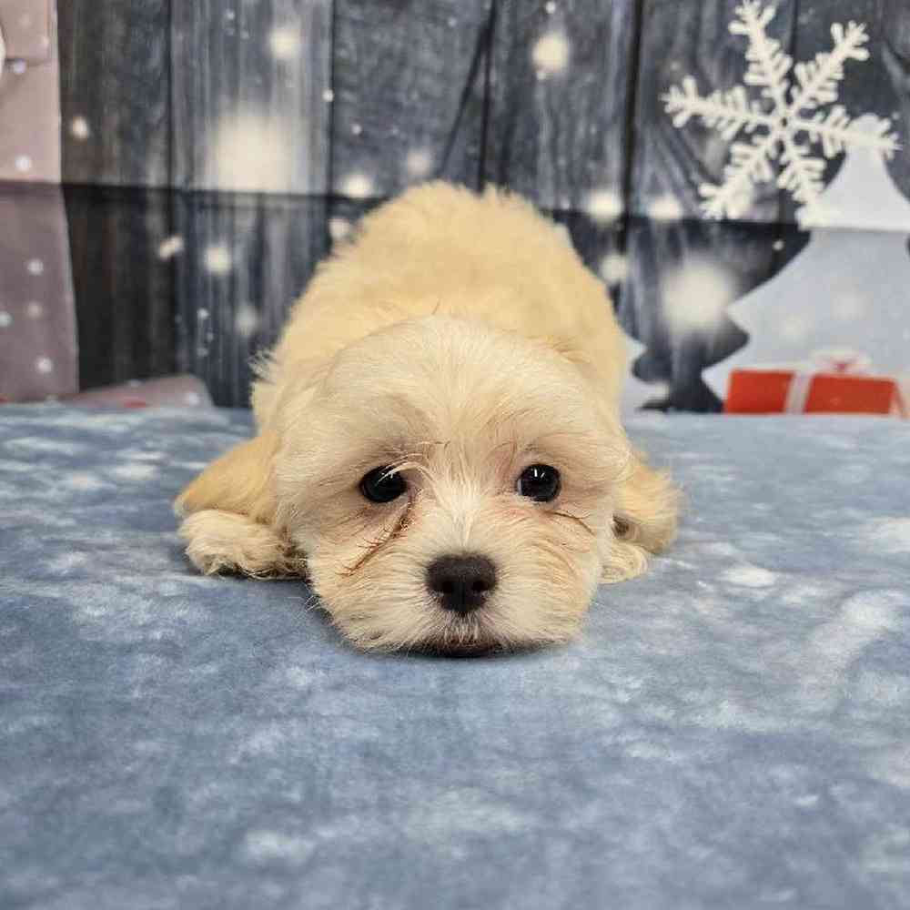 Female Teddy Bear Puppy for Sale in Virginia Beach, VA