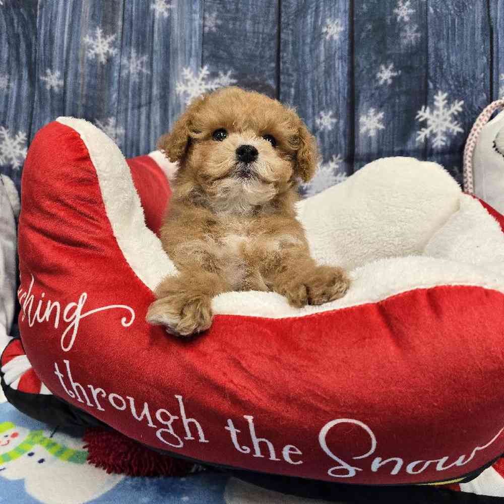 Male Mini Poodle Puppy for Sale in Virginia Beach, VA