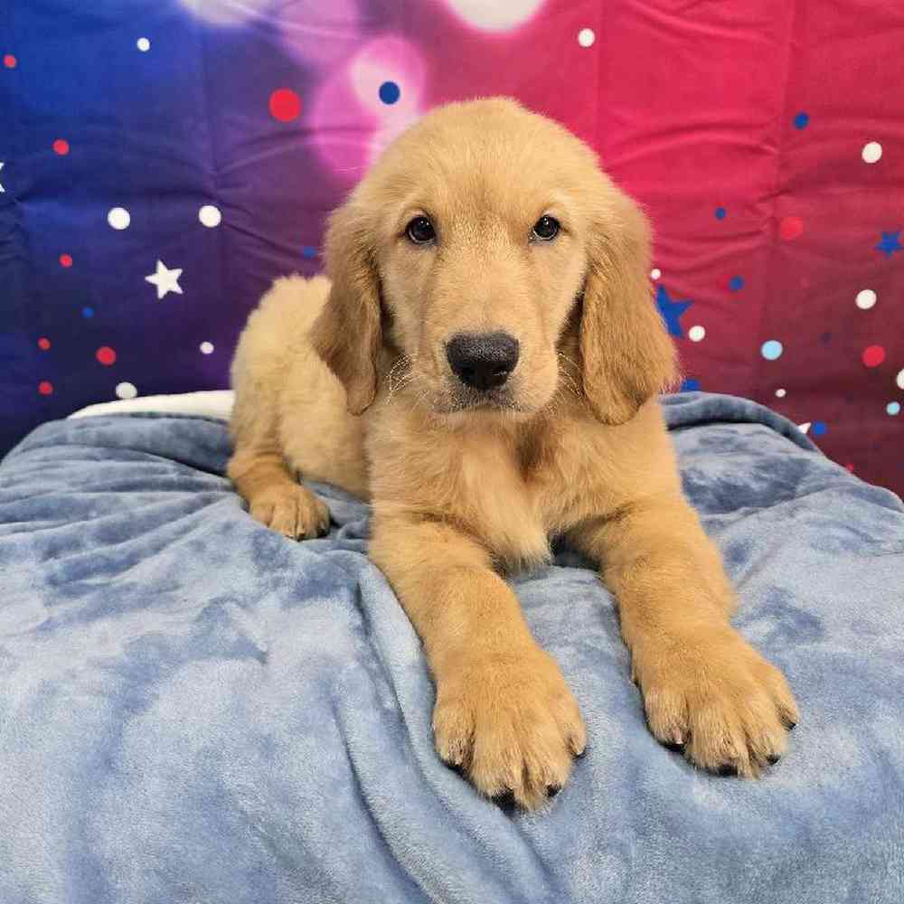 Male Golden Retriever Puppy for Sale in Virginia Beach, VA