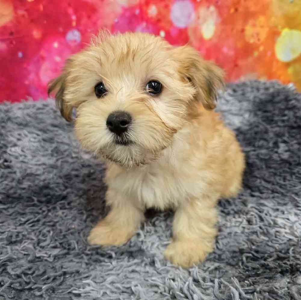 Female Morkie Puppy for Sale in Virginia Beach, VA