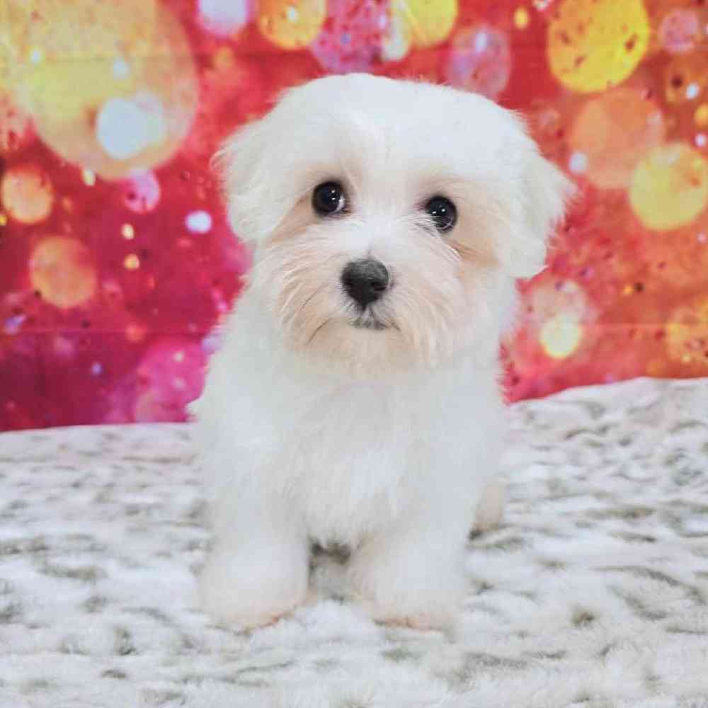 Female Maltese Puppy for Sale in Virginia Beach, VA
