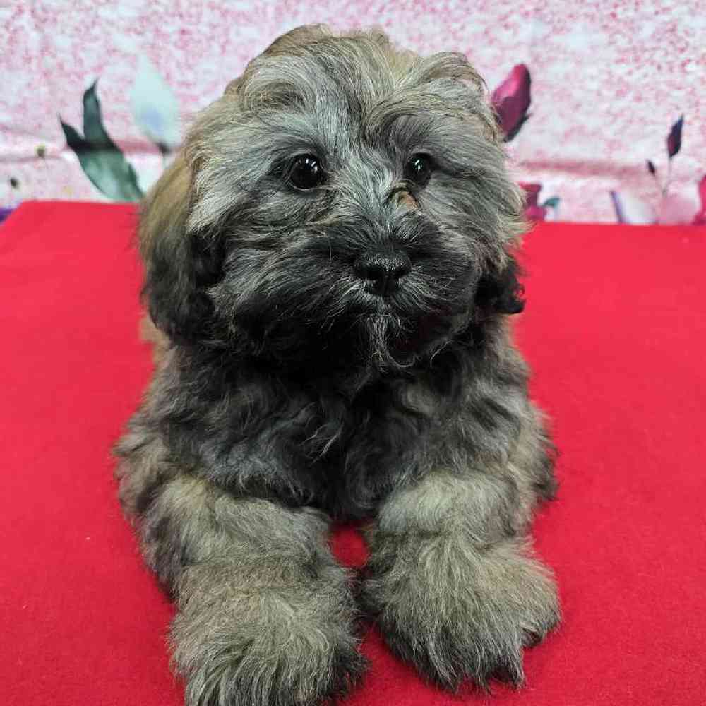Male Shipoo Puppy for Sale in Virginia Beach, VA