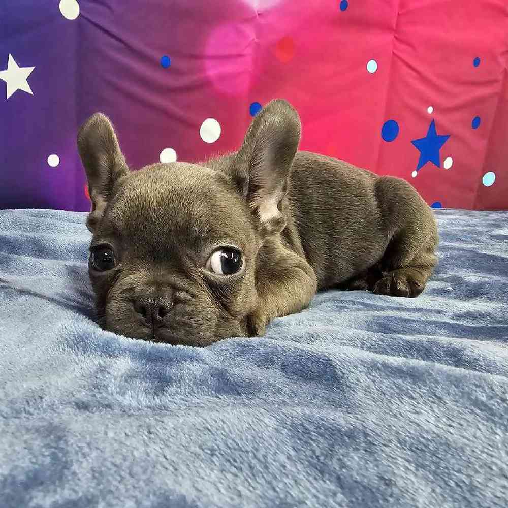 Female French Bulldog Puppy for Sale in Virginia Beach, VA