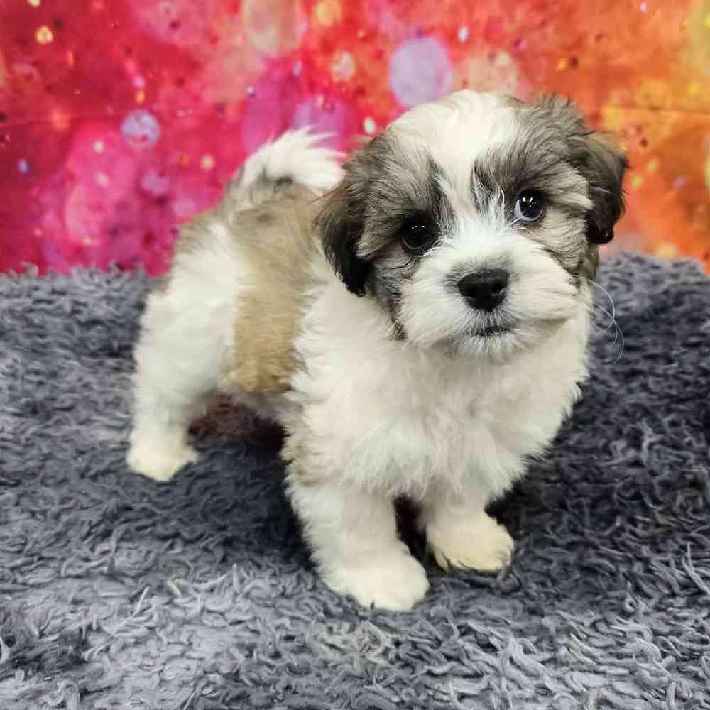 Male Teddy Bear Puppy for Sale in Virginia Beach, VA