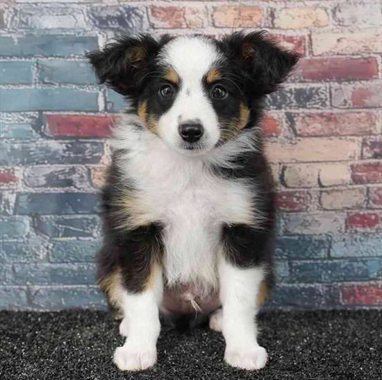 Mini Aussie