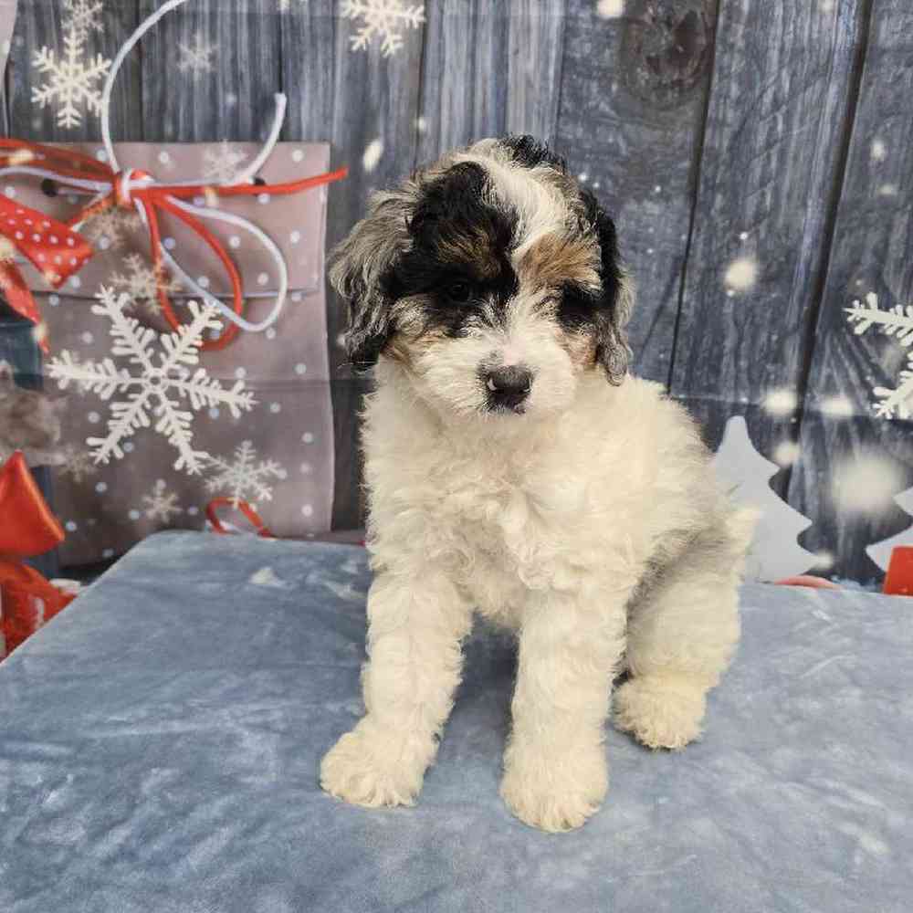 Male Mini Bernadoodle Puppy for Sale in Virginia Beach, VA