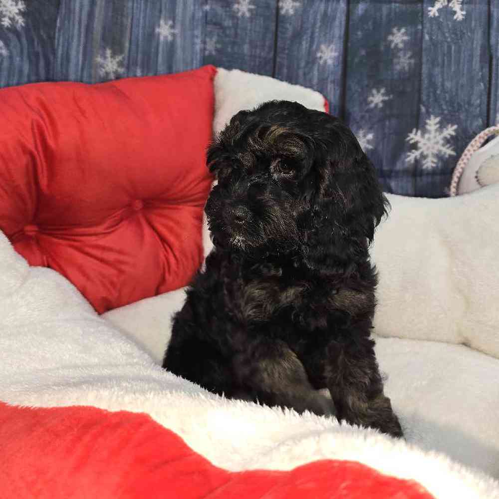Female Cockapoo Puppy for Sale in Virginia Beach, VA
