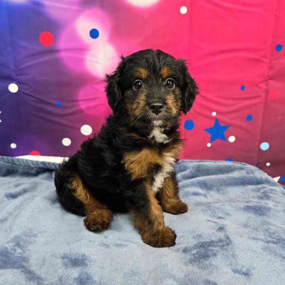 Male Mini Aussiedoodle Puppy for Sale in Virginia Beach, VA