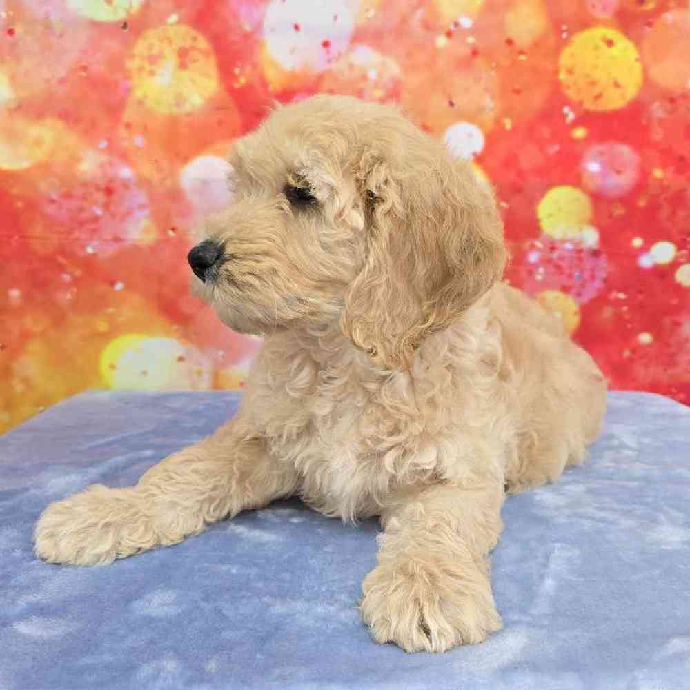 Male Moyen Poodle-Golden Retriever Puppy for Sale in Virginia Beach, VA