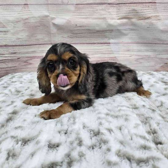 Cavalier King Charles Spaniel