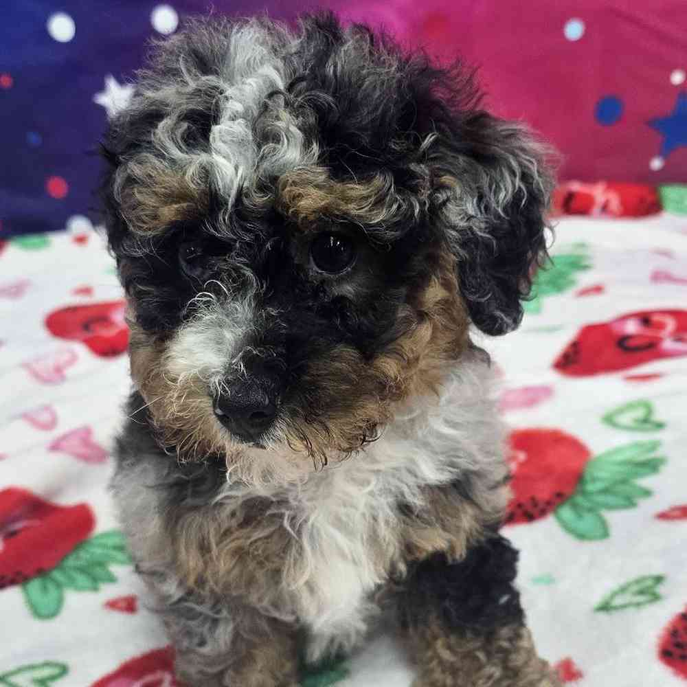 Female Mini Bernadoodle Puppy for Sale in Virginia Beach, VA