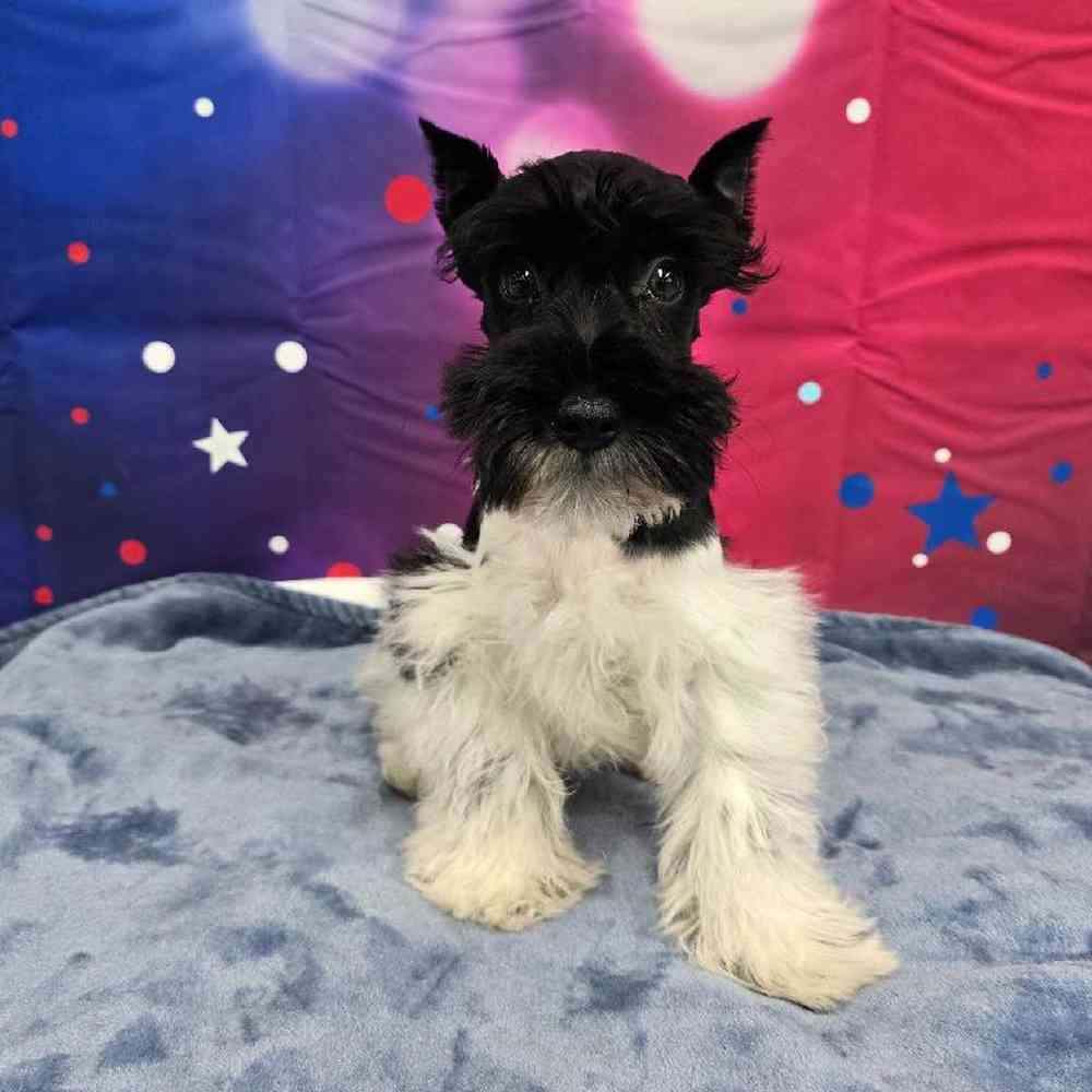 Male Mini Schnauzer Puppy for Sale in Virginia Beach, VA