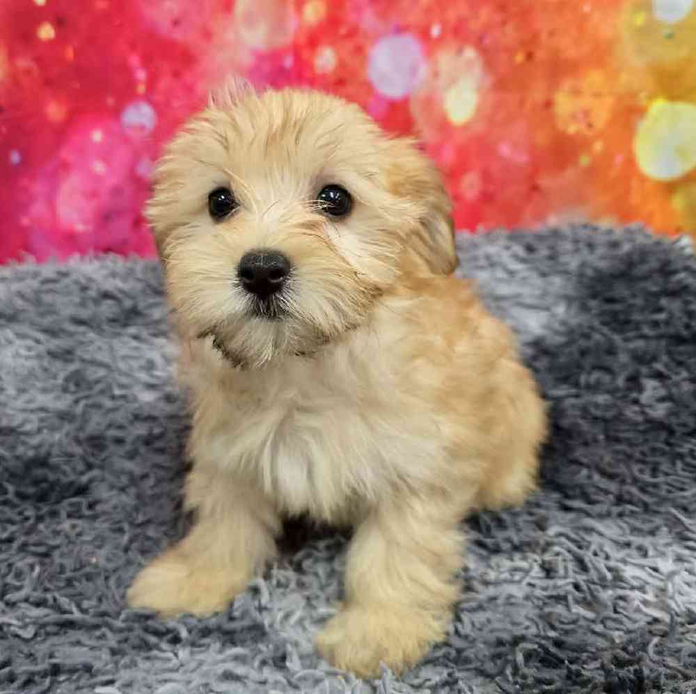 Female Morkie Puppy for Sale in Virginia Beach, VA