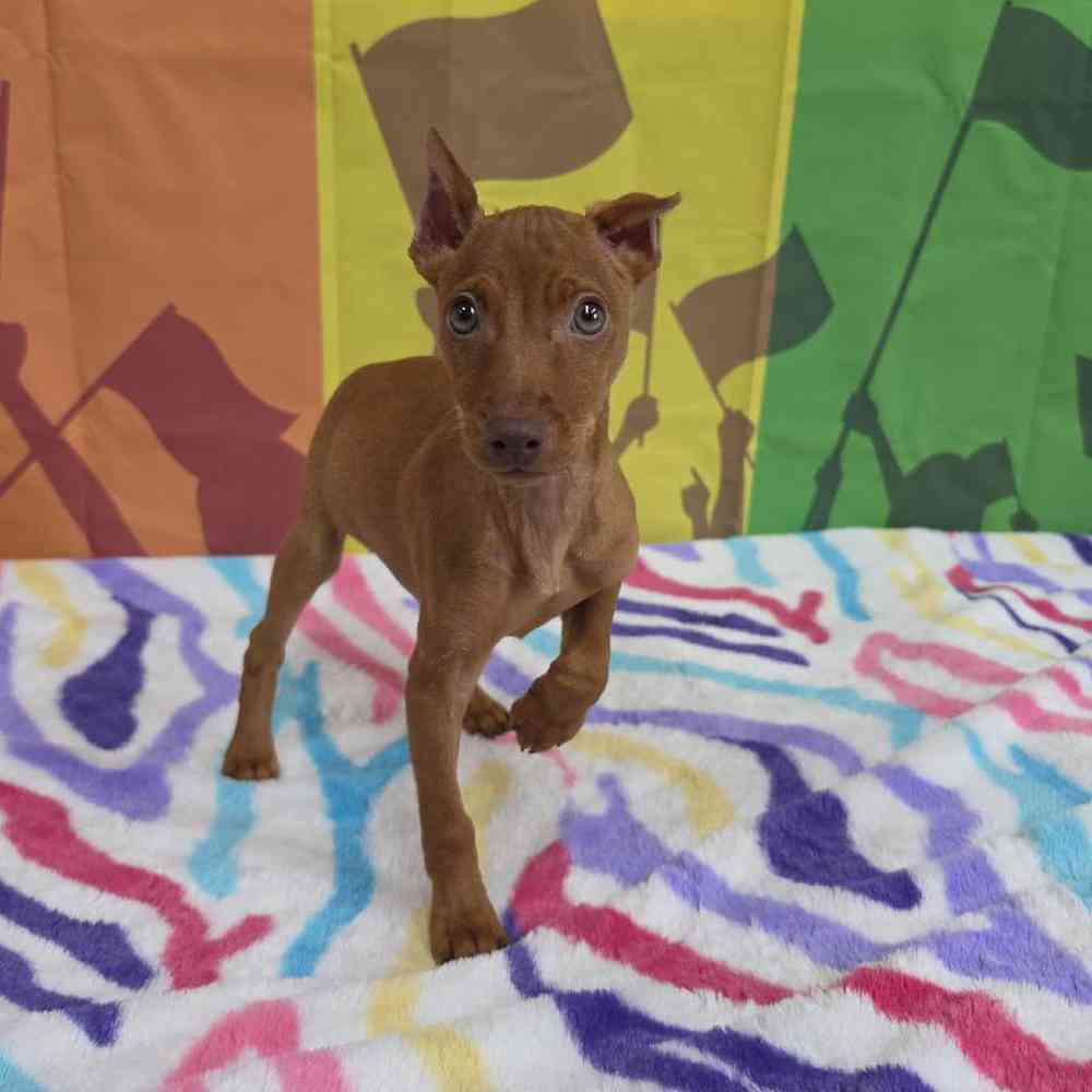 Male Min Pin Puppy for Sale in Virginia Beach, VA