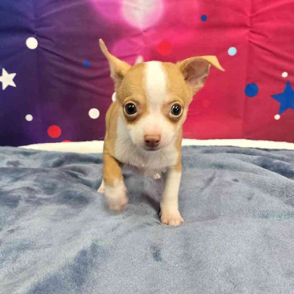 Male Chihuahua Puppy for Sale in Virginia Beach, VA