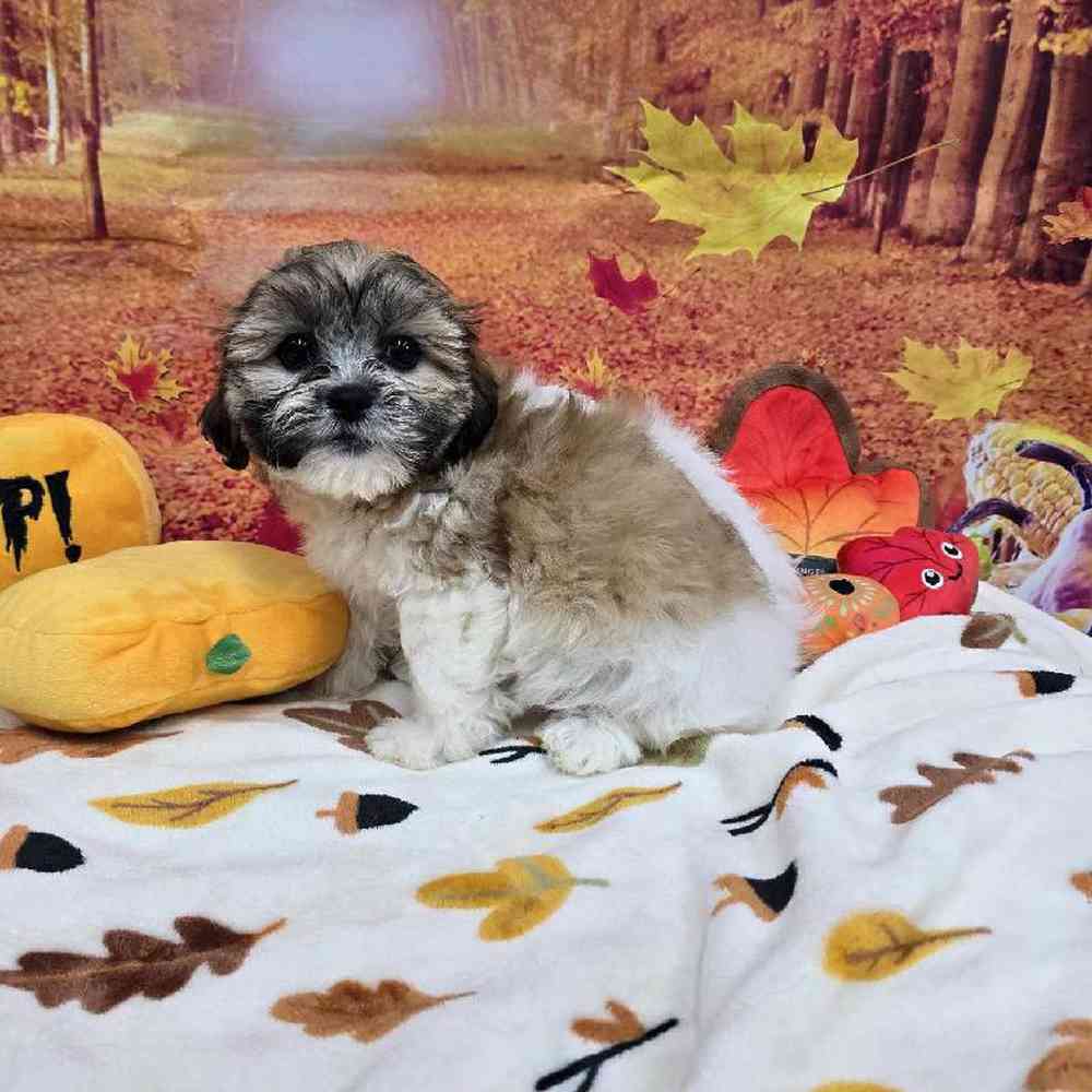 Female Teddy Bear Puppy for Sale in Virginia Beach, VA