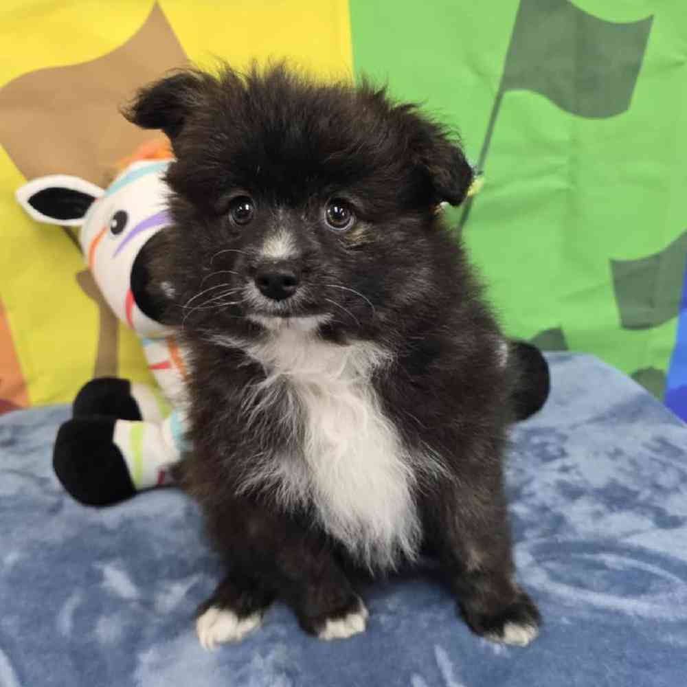 Female Pomsky Puppy for Sale in Virginia Beach, VA