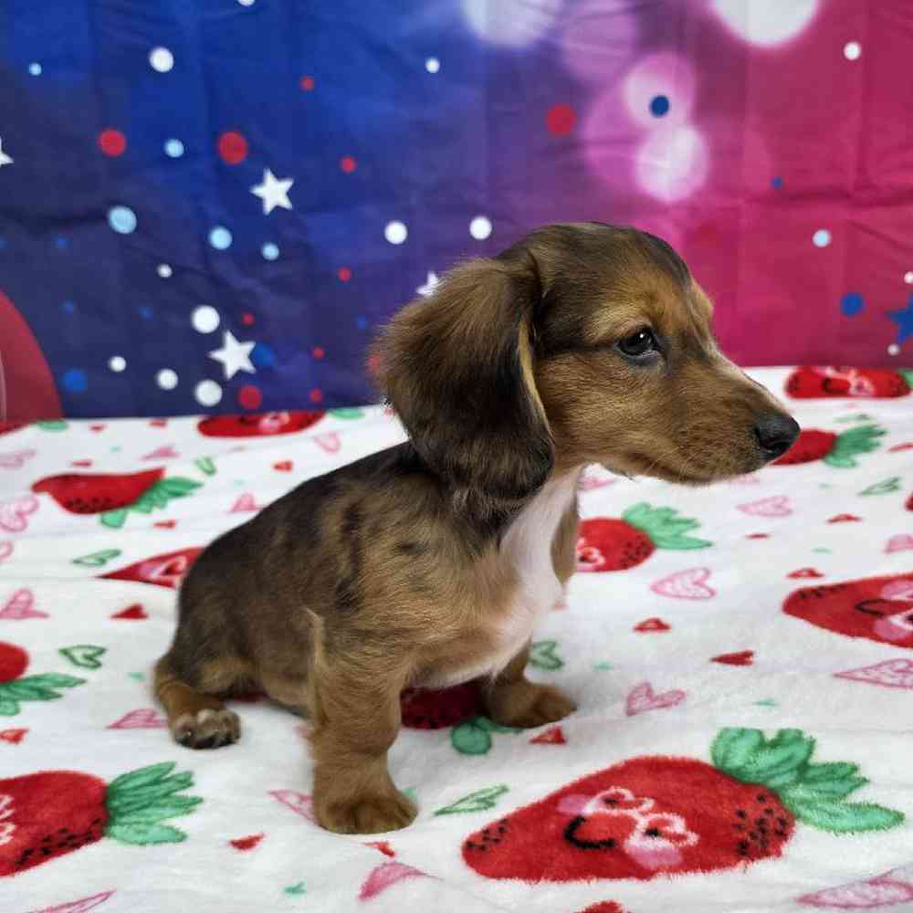 Male Dachshund Puppy for Sale in Virginia Beach, VA
